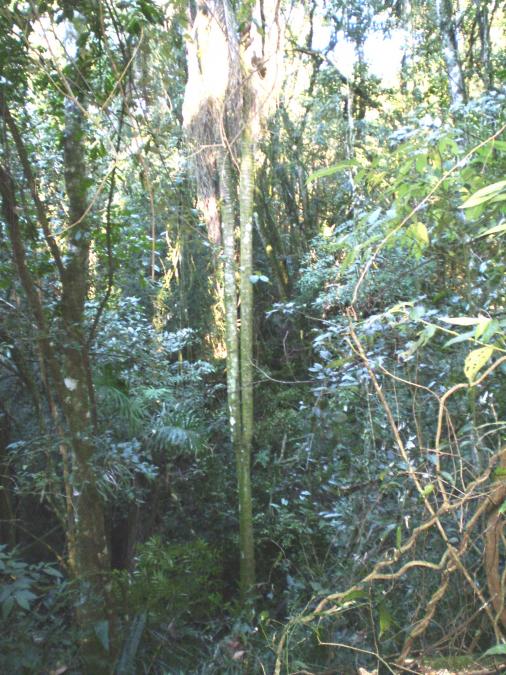 - Coqueiro de tronco duplo, ele esta localizado na Localidade de Coqueiro Alto, nas terras de Arlindo